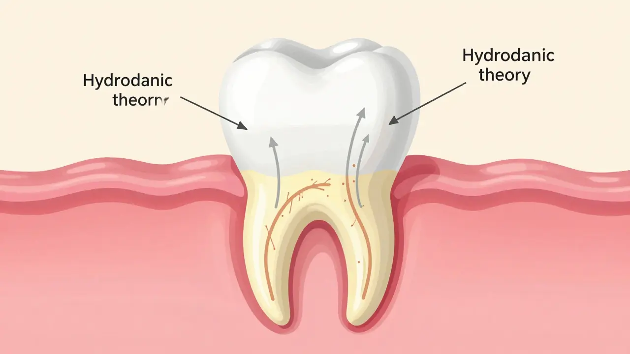 Anatomický průřez zubem ukazující odhalený krček a nervové kanálky